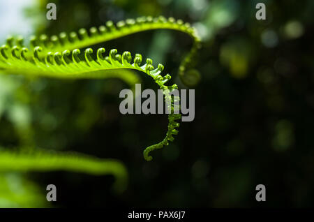 Ein Tintenfisch Fangarme geformte junge Farn Entfaltung im Sonnenlicht - Butik Batok Natur Park, Singapur Stockfoto