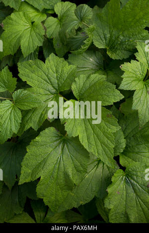 Anemone x hybrida 'Honorine Jobert' Laub Stockfoto