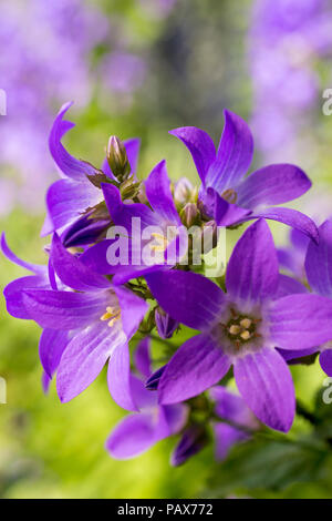 Campanula lactiflora 'Prichard'S Sorte " Stockfoto