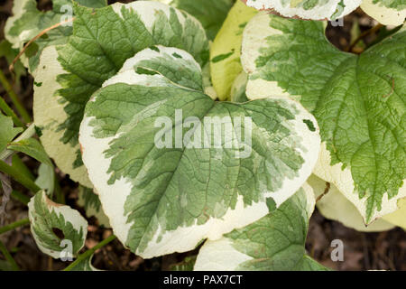 Brunnera Macrophylla 'Variegata' Stockfoto