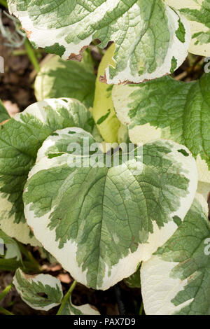 Brunnera Macrophylla 'Variegata' Stockfoto