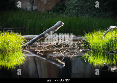 Schönen nachmittag Reflexion mit Gräsern, Stöcke und Zweige in einer ruhigen Berg Teich - Tioga Pass, Yosemite Nationalpark Stockfoto