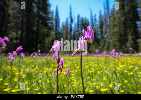 Lila Shooting Star Blumen closeup, mit gelben Löwenzahn in einem üppigen Wald Wiese - Kran Flachbild Frühling, Yosemite Nationalpark Stockfoto