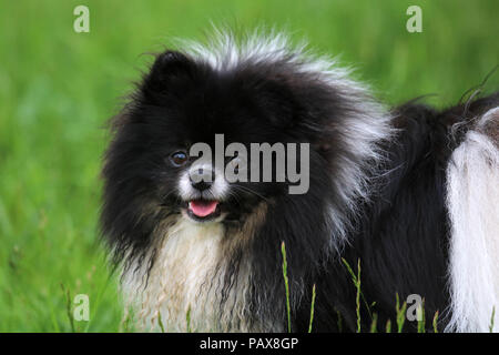 Ein niedliches pomeranian Hund beim Spaziergang im grünen Bereich. Stockfoto