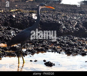 Egretta Gularis Vogel lokal als Western Reef Egret Schwarz Morph bekannt, stehen gerade und die Aufmerksamkeit auf die Fischerei auf einem felsigen Strand in sonniger Tag. Stockfoto