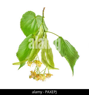 Linden (Tilia platyphyllos) Blätter und Blumen auf weißem Hintergrund. Stockfoto