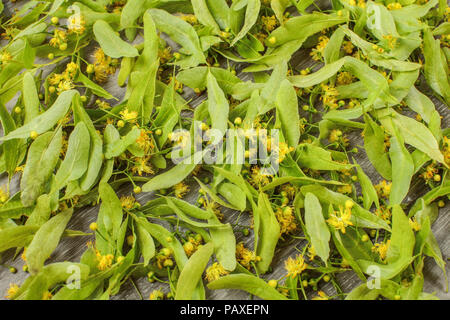 Linden (Tilia platyphyllos) Blumen für Kräuter Tee getrocknet. Tabelle Ansicht von oben. Stockfoto