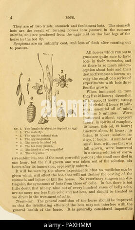 Eine Abhandlung über das Pferd und seine Krankheiten (Seite 4) Stockfoto
