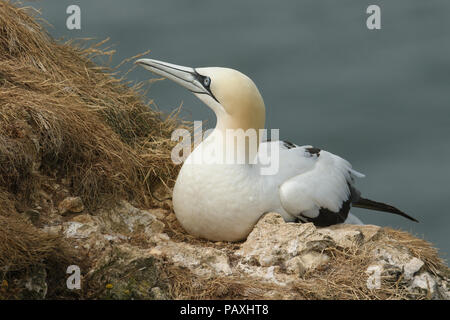 Eine herrliche Gannett (Morus bassanus) Standortwahl am Rande einer Klippe in Großbritannien. Stockfoto