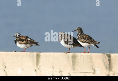 Drei hübsche Turnstone (Arenaria interpres) auf einem hölzernen Zaun an der Küste bei Flut. Stockfoto