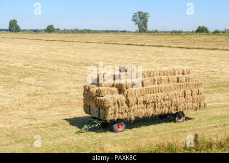 Anhänger mit Gold gelb Strohballen geladen ist bereit für den Transport in das Feld Stockfoto