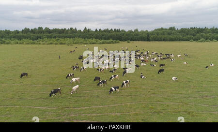 Luftaufnahme Kühe grasen auf der grünen Wiese Weide führen auf Gras.. Kühe im Sommer auf der Weide. Grasende Kühe auf einer Wiese Stockfoto