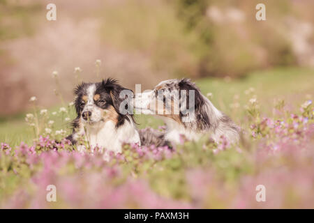Mili und Nala die Miniatur Australian Shepherds Stockfoto