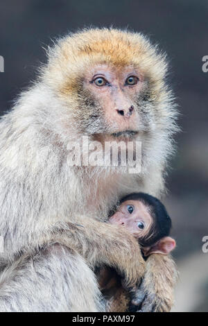 Barbary Macaque (Macaca sylvanus), erwachsene Weibchen mit einem Jungtier Stockfoto