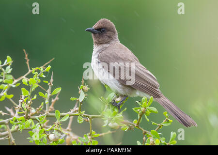 Gemeinsame bulbul (Pycnonotus Barbatus), thront auf einem Zweig Stockfoto