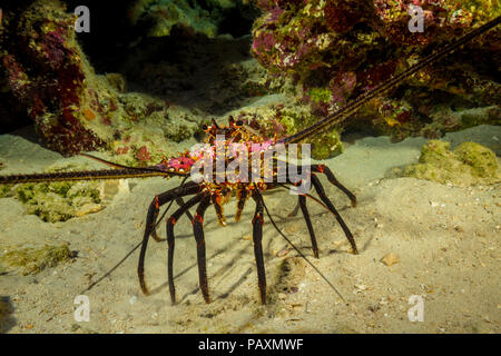 Der gebänderte Langusten, Panulirus marginatus, ist eine endemische Art. Hawaii. Stockfoto