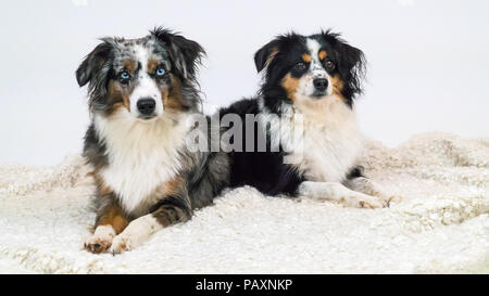 Mili und Nala die Miniatur Australian Shepherds Stockfoto