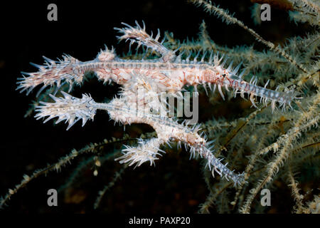 Ein paar verzierten oder Harlequin Geisterpfeifenfische, Solenostomus paradoxus, Tubbataha Riff, Philippinen. Stockfoto