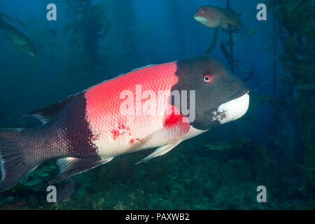 Einen großen erwachsenen männlichen Sheephead, Semicossyphus pulcher, dargestellt in einem Wald von Giant kelp, Macrocystis pyrifera, aus Santa Barbara, Kalifornien, U Stockfoto