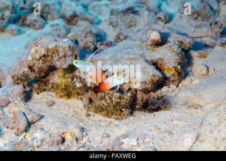 Fire Dartfish, Nemateleotris magnifica, eine gemeinsame Sicht auf die freiliegenden harter Boden des äußeren Riff Zone im Südpazifik, sondern in Hawaii Sie Stockfoto