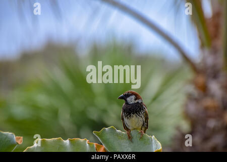 Spanische Männer sparrow (Passer hispaniolensis) auf das Blatt von einem grünen saftigen in Porto Santo, Portugal gehockt Stockfoto