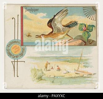 Sandpiper, aus dem Spiel Vögel-Serie (N40) bei Allen&Ginter Zigaretten. Maße: Blatt: 2 7/8 x 3 1/4 in. (7,3 x 8,3 cm). Herausgeber: Herausgegeben von Allen&Ginter (Amerikanische, Richmond, Virginia). Datum: 1888-90. Handel Karten aus dem 'Game Birds"-Serie (N40), 1888-90 in einem Satz mit 50 ausgestellten Karten Allen&Ginter Marke Zigaretten zu fördern. Serie N 40 reproduziert die Karten von N13 in einer größeren Größe. Museum: Metropolitan Museum of Art, New York, USA. Stockfoto