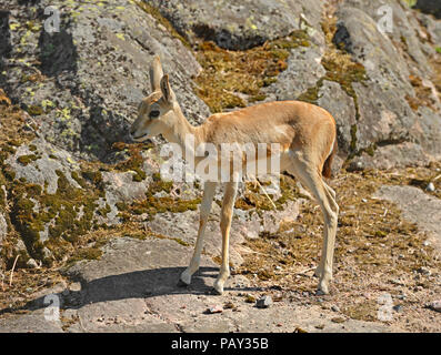 Kropfgazellen (Gazella subgutturosa Subgutturosa). Baby Stockfoto