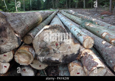 Big Tree Protokolle auf der Logging site in der Mitte des Waldes Stockfoto