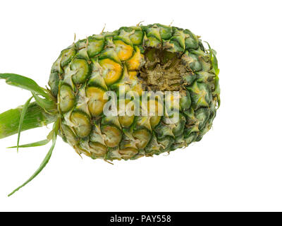 Verfaulte Ananas auf weißem Hintergrund Stockfoto