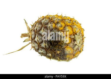 Verfaulte Ananas auf weißem Hintergrund Stockfoto