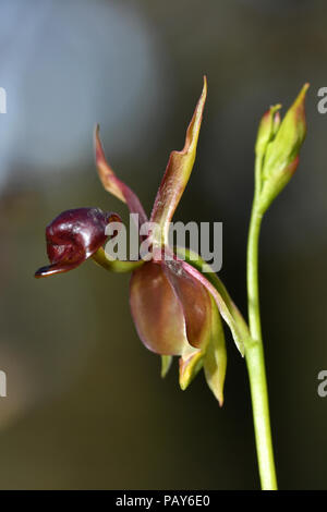 Große fliegende Ente Orchid Stockfoto