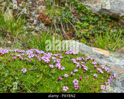 Moss campion Blumen in den Bergen Stockfoto