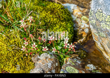 Sternenhimmel Steinbrech eine arktische Blume im Sommer Stockfoto