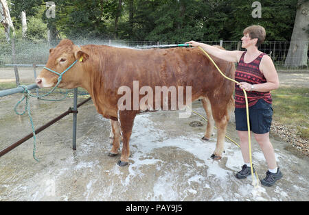 Sarah Tarrant wäscht ein Limousin Kuh an der New Forest und Hampshire County in New Milton, Hampshire. Stockfoto