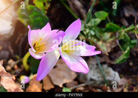 Schön taufrische Blumen im Herbst (Colchicum autumnale) Stockfoto