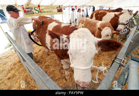 Ein fleckvieh Kuh ist für den Wettbewerb innerhalb der Rinder Zelt am New Forest und Hampshire County in New Milton, Hampshire vorbereitet. Stockfoto