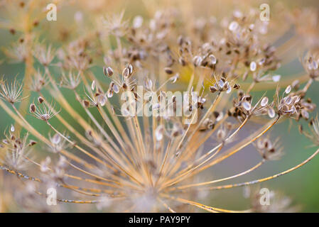 Reif Fenchel Samen als Hintergrund. Close-up Stockfoto
