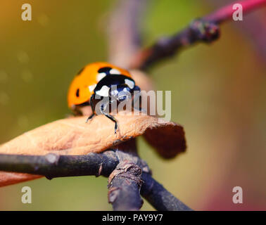 Marienkäfer auf den gefallenen gelbe Blätter im Herbst. Insekten in der wilden Natur. Stockfoto