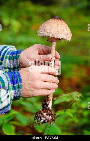 Hände mit Sonnenschirm Pilz (Macrolepiota procera) im Wald Stockfoto