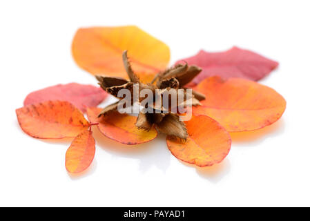 Buche Muttern mit Herbstlaub auf weißem Hintergrund Stockfoto