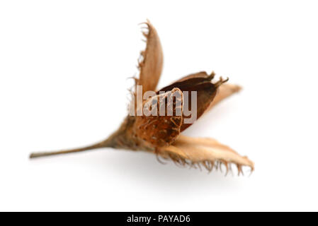 Buche Mutter isoliert auf weißem Hintergrund Stockfoto