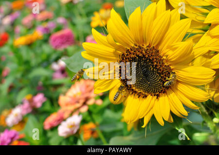 Die Bienen auf die blühenden Sonnenblumen im Garten Stockfoto