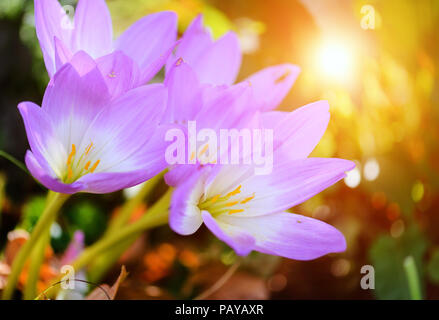 Schön taufrische Blumen im Herbst (Colchicum autumnale) Stockfoto