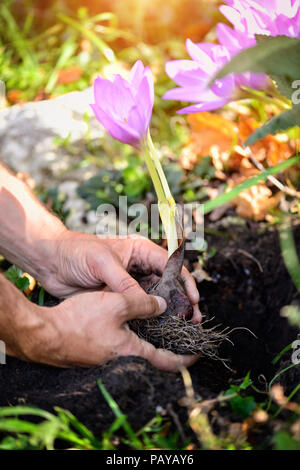 Gärtner Händen Blumen Pflanzen (Colchicum autumnale) in einem Garten Stockfoto