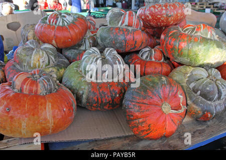 Rote und grüne Frische ornamental farbenfrohe Kürbisse, Kürbisse und Kürbisse. Bunte dekorative Kürbisse für die Dekoration für Halloween und Thanksgiving Day Stockfoto