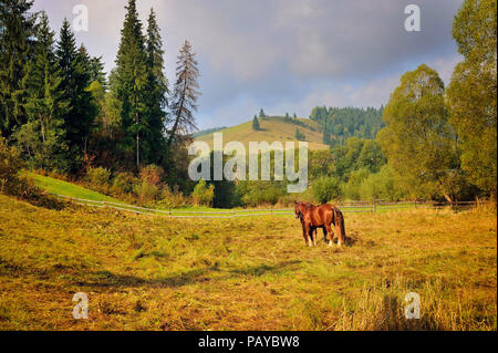 Die Beweidung mit Pferden in Alp. Schöne Berglandschaft. Herbst ist die Zeit. Stockfoto