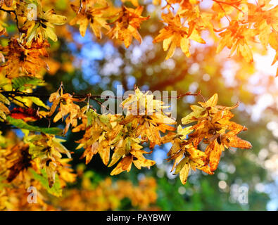 Filiale einer Hainbuche (Carpinus betulus) mit hängenden Blütenstand und Blätter im Herbst Stockfoto