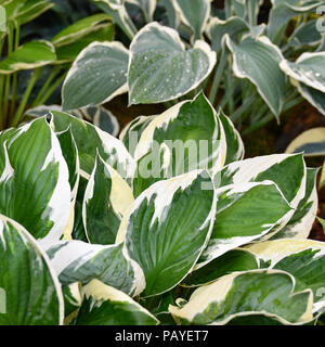 Hosta minuteman Anlage Stockfoto