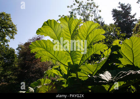 Riesige Gunnera Blätter Gegenlicht der Sonne Stockfoto