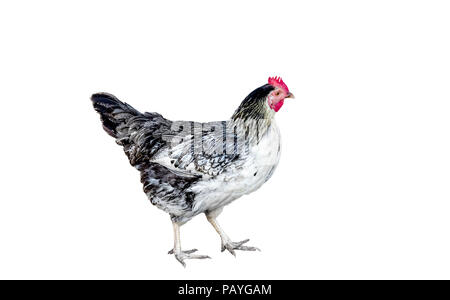 Bild von bunte Huhn auf weißem Hintergrund Stockfoto